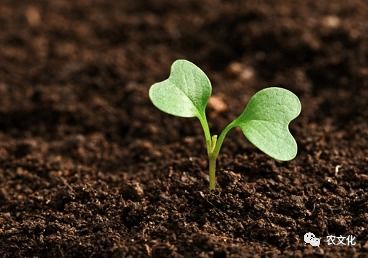 綠色高效肥料 趙秉強(qiáng)引領(lǐng)農(nóng)業(yè)綠色發(fā)展的科技支撐