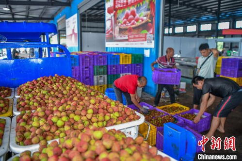 海南荔枝甜蜜上市，盡享熱帶風情