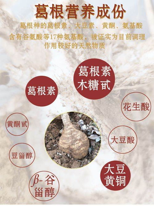 農家葛根 來自云浮云霧山居的綠色鮮味