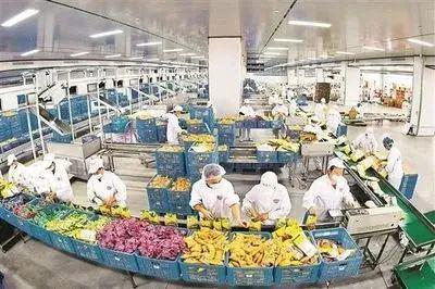 初級農產品迎來轉型升級新契機 我國農產品加工業產業集群正蓄勢待發